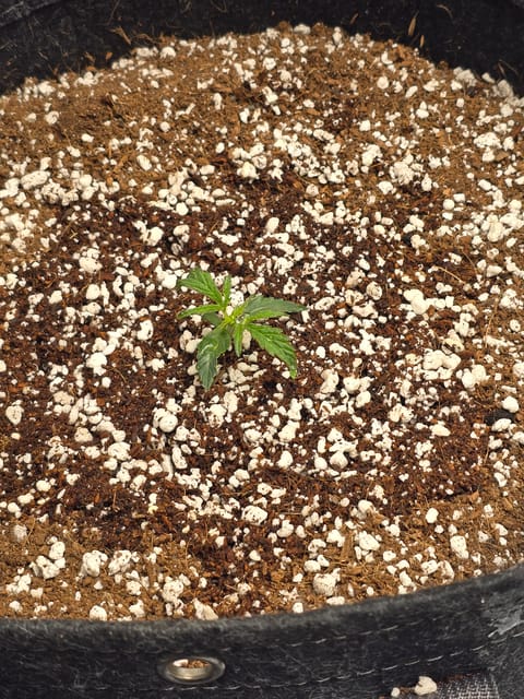 cherry pie auto — seedling_rooting, day 28