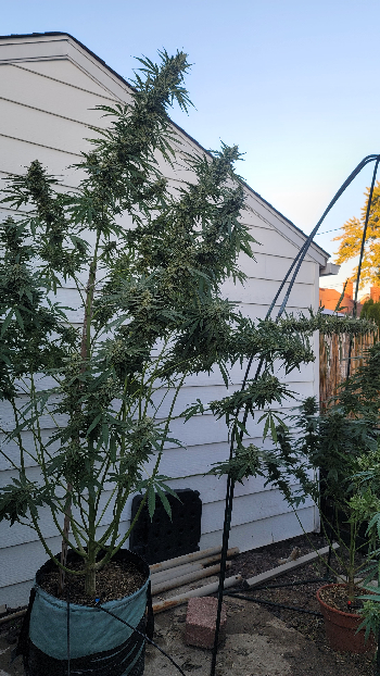 outdoor grow — flower, day 2
