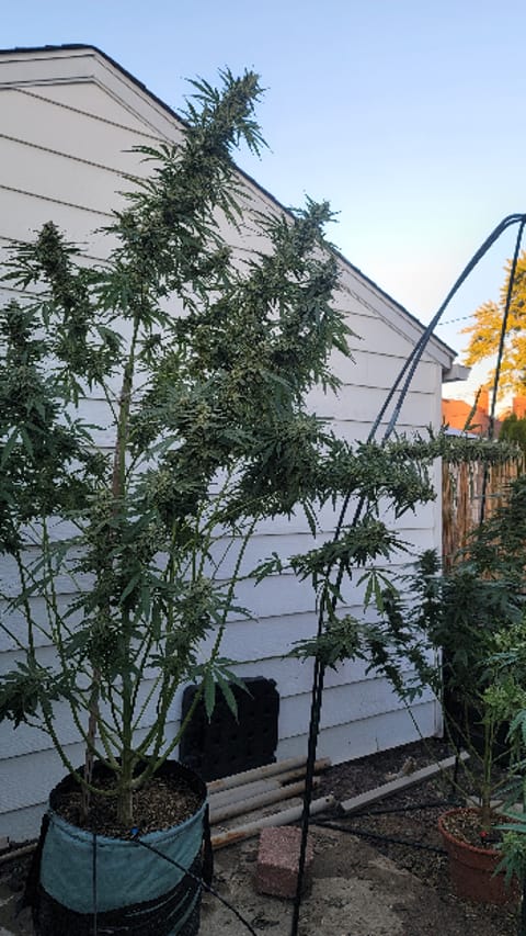 outdoor grow — flower, day 2