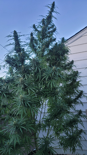 outdoor grow — flower, day 2