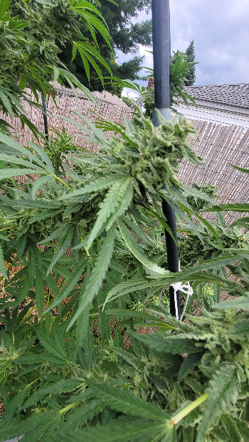 outdoor grow — flower, day 2