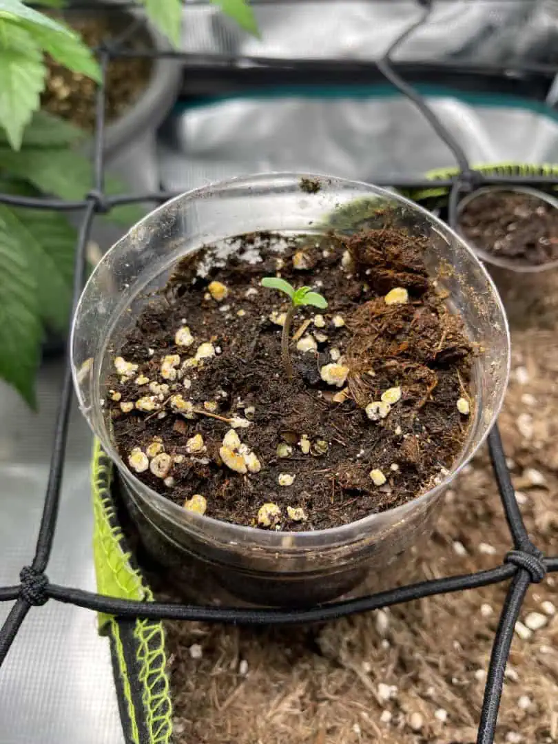 Rainbow Cheatz Zecret Flavourz