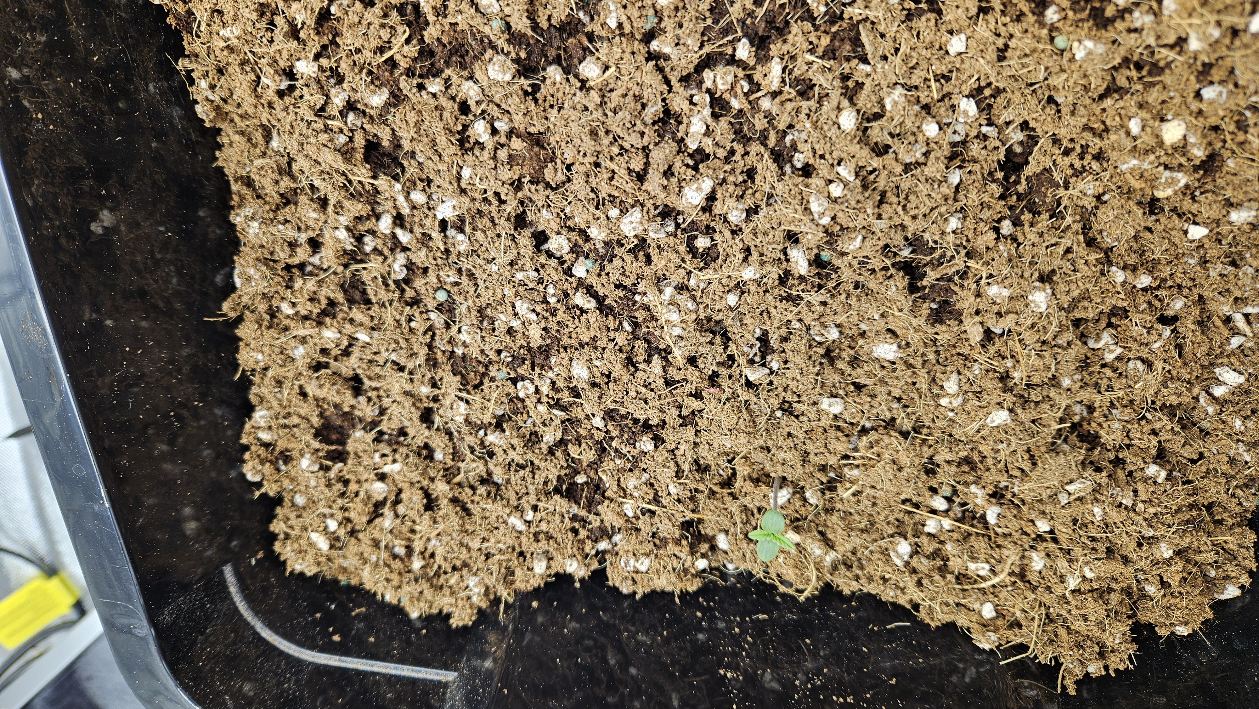 new setup — germination, day 1