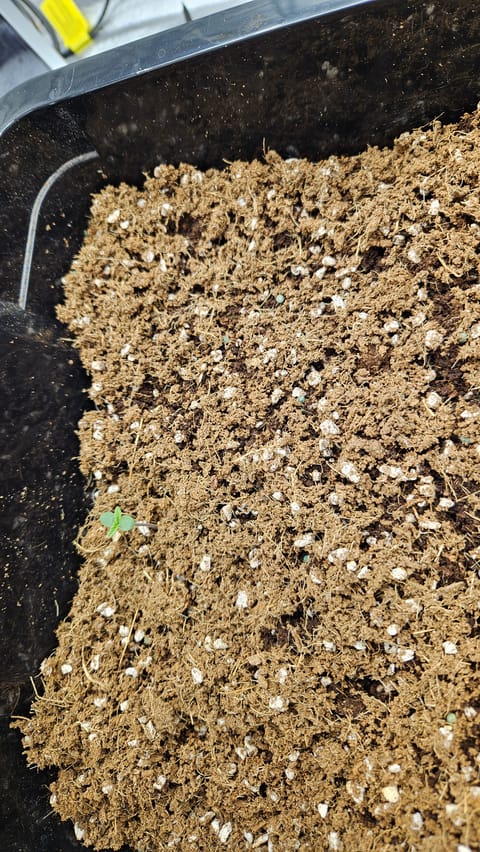new setup — germination, day 1