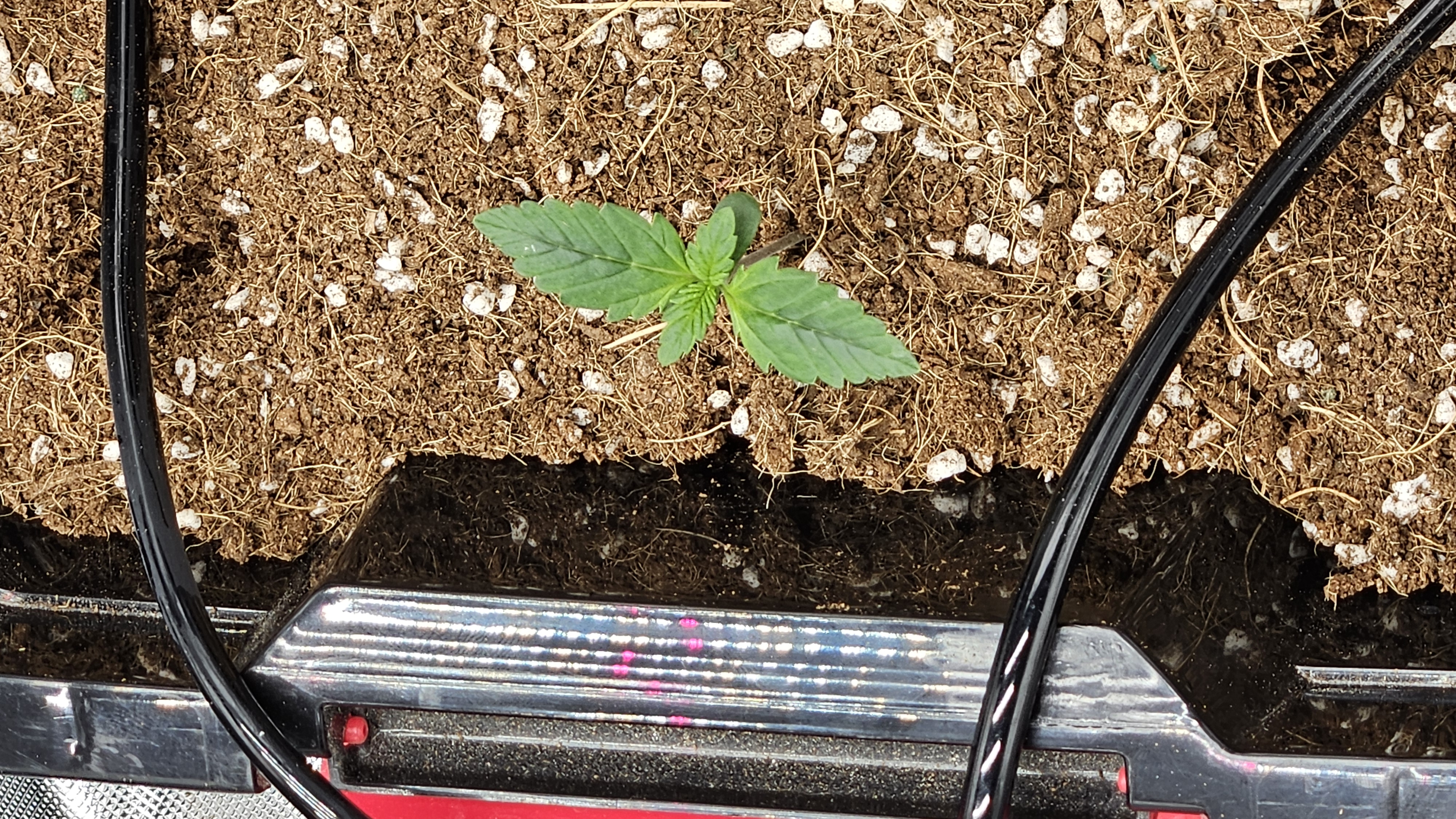 new setup — vegetative, day 9