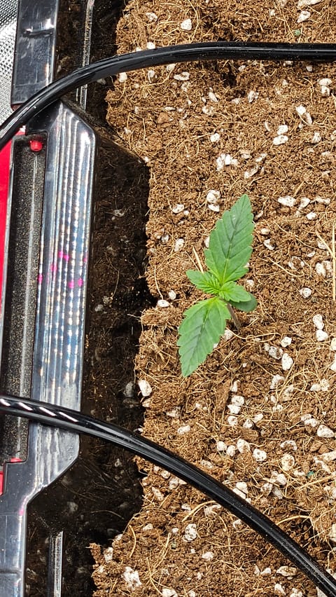 new setup — vegetative, day 9