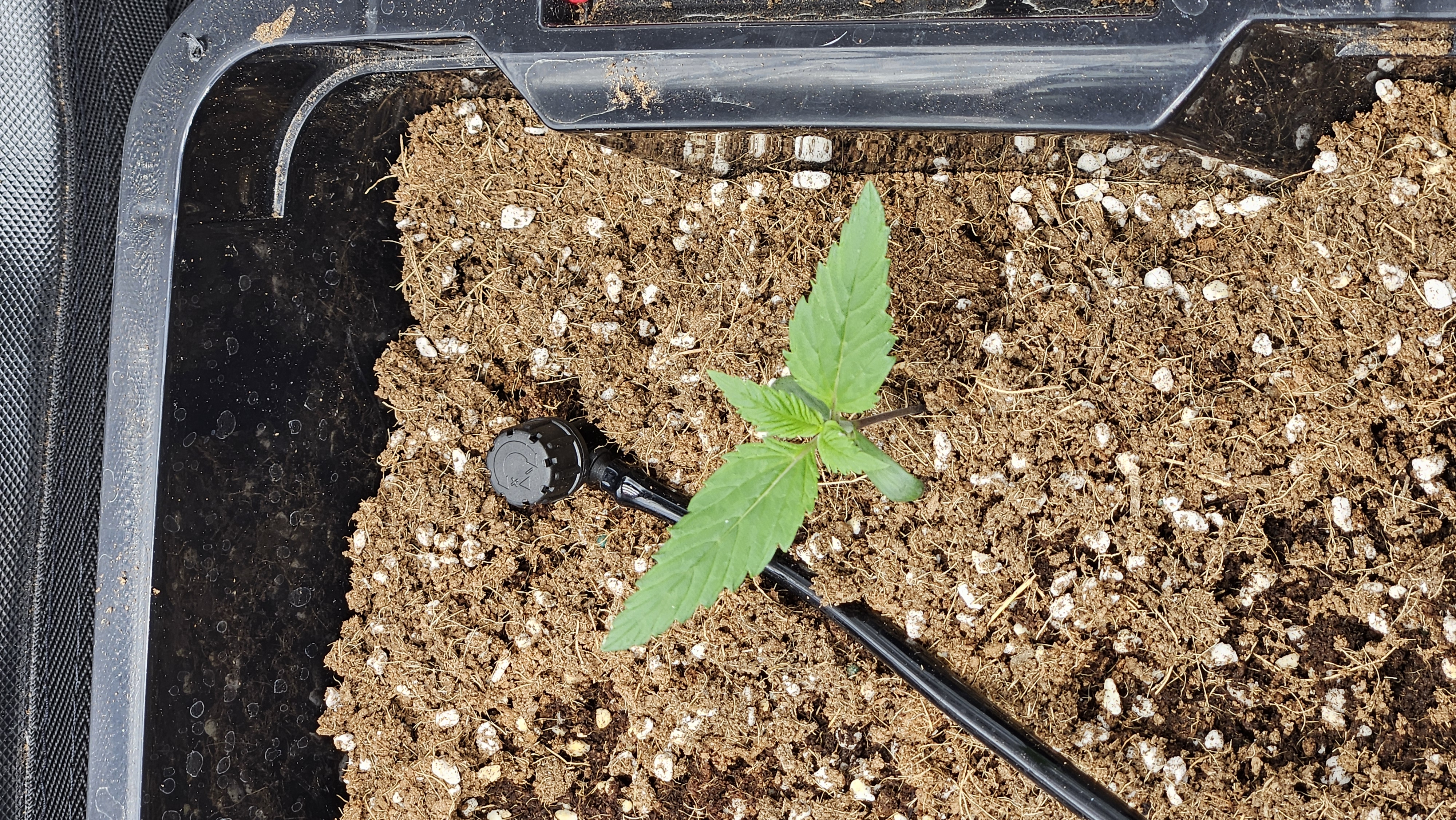 new setup — vegetative, day 9