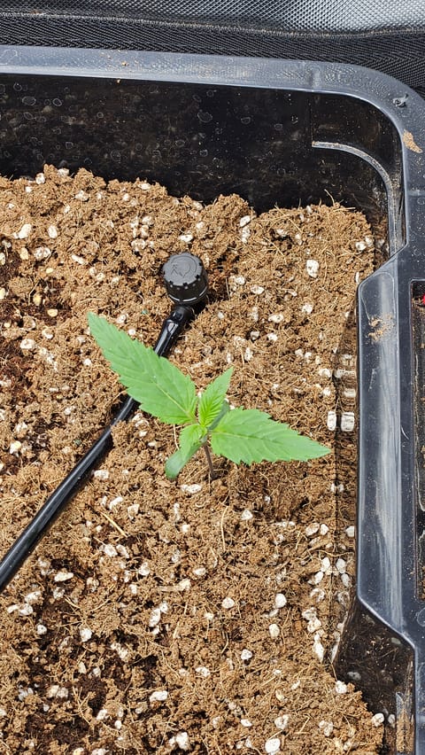 new setup — vegetative, day 9