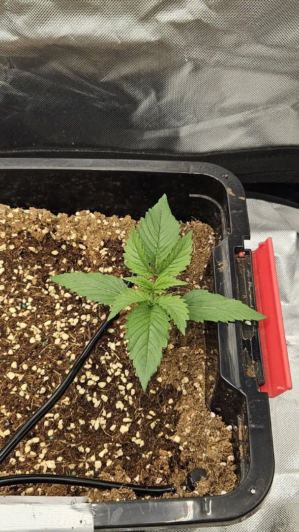 new setup — vegetative, day 13