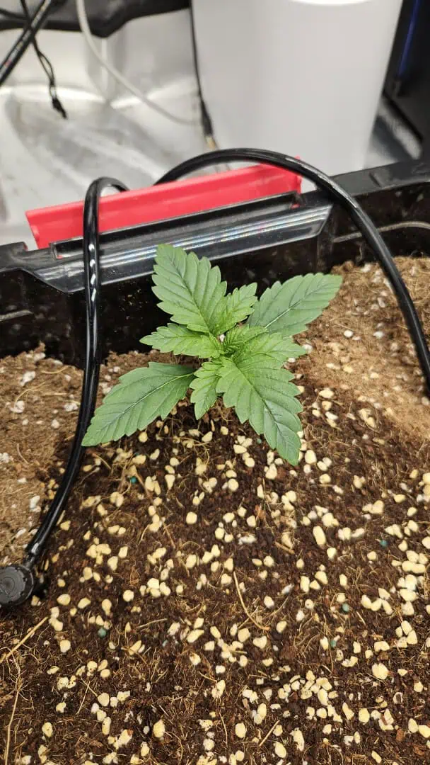 new setup — vegetative, day 13