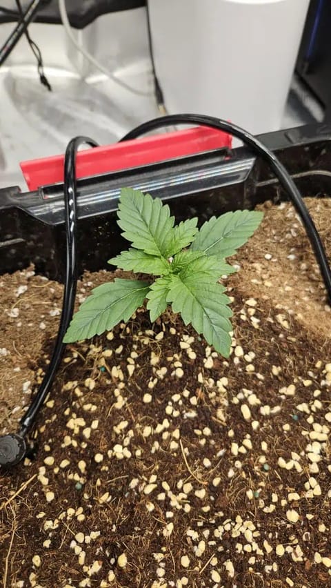 new setup — vegetative, day 13