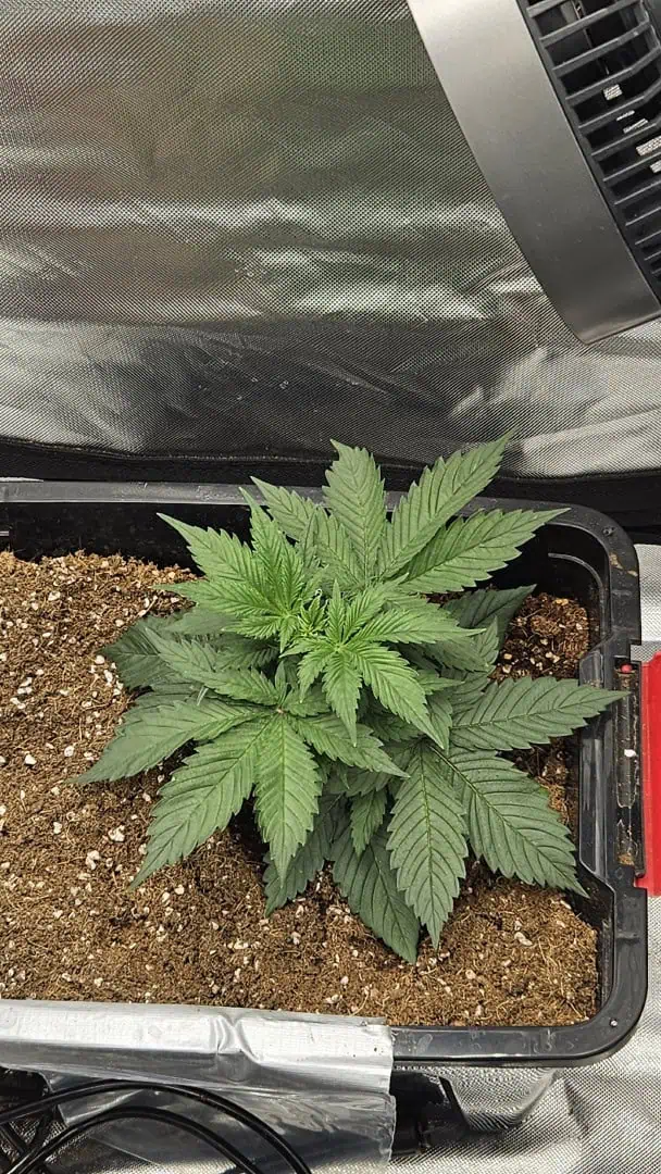 new setup — vegetative, day 20