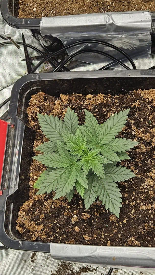 new setup — vegetative, day 20