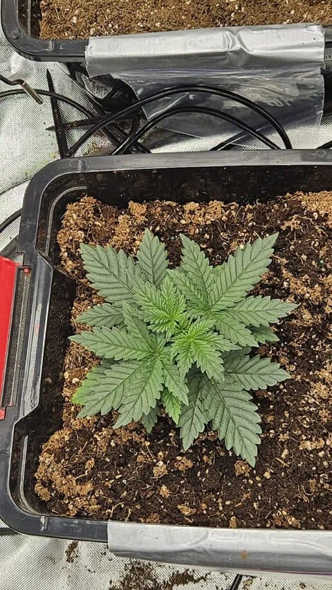 new setup — vegetative, day 20