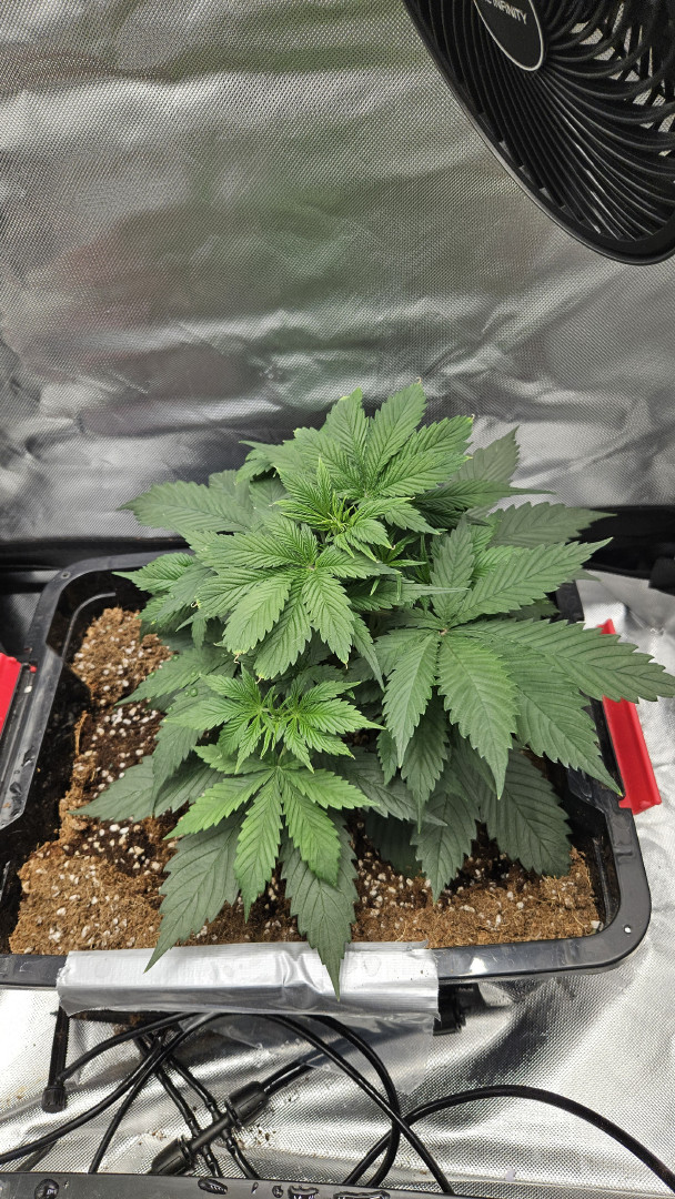 new setup — vegetative, day 24