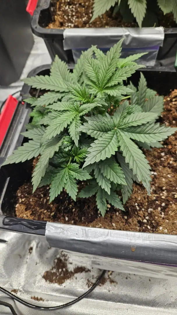 new setup — vegetative, day 24