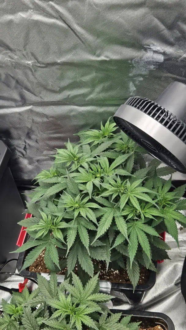 new setup — vegetative, day 31