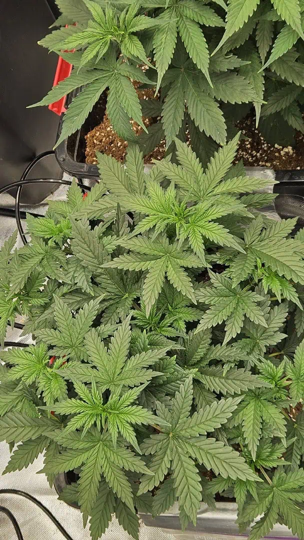 new setup — vegetative, day 31