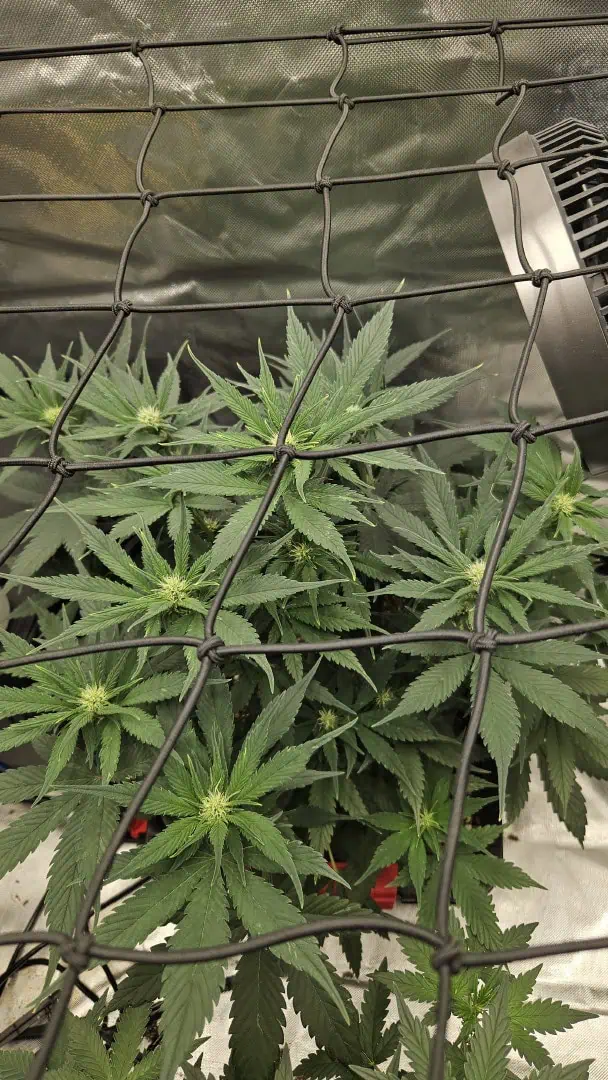 new setup — vegetative, day 38