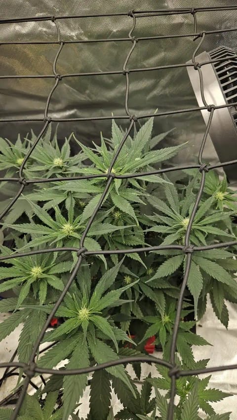 new setup — vegetative, day 38