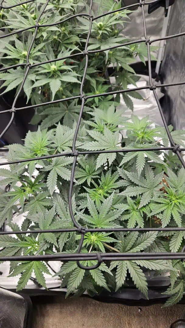 new setup — vegetative, day 38