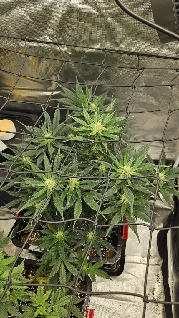 new setup — flower, day 44