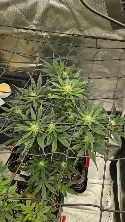 new setup — flower, day 44
