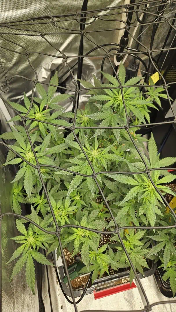 new setup — flower, day 44