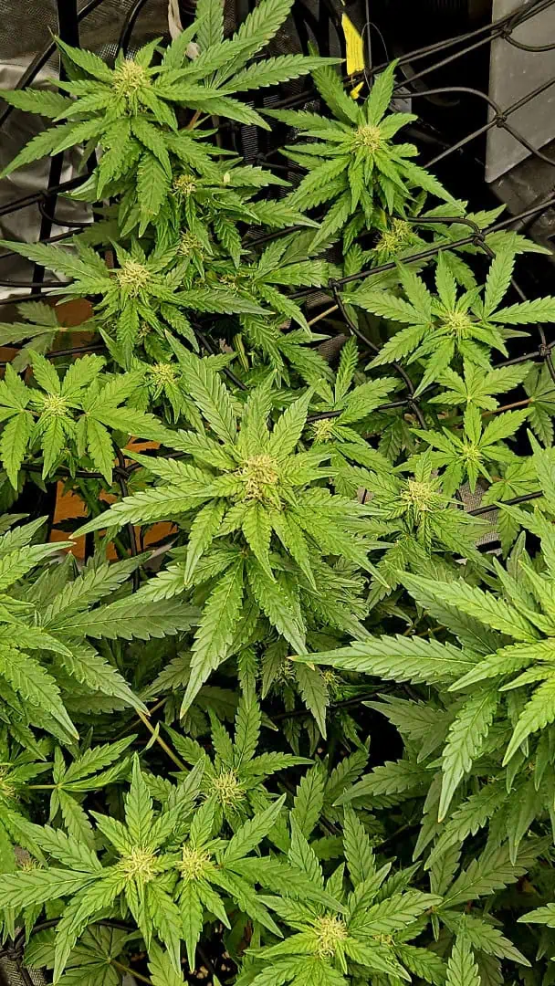 new setup — flower, day 53