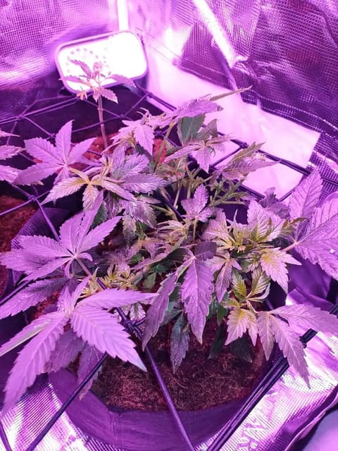 Godfather OG  — flower, day 1
