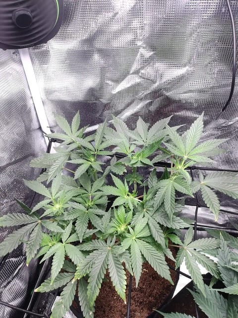 Godfather OG 