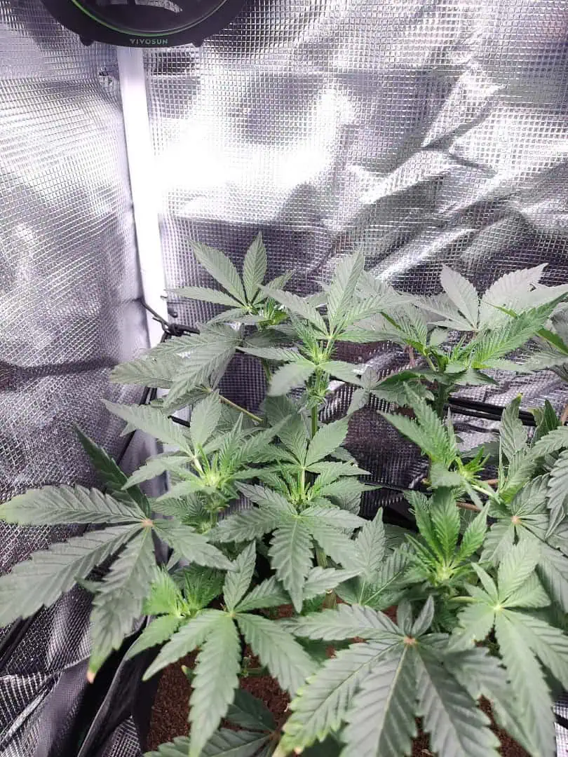 Godfather OG  — germination, day 16