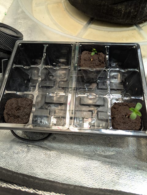 Photo Haze Primavera — germination, day 1