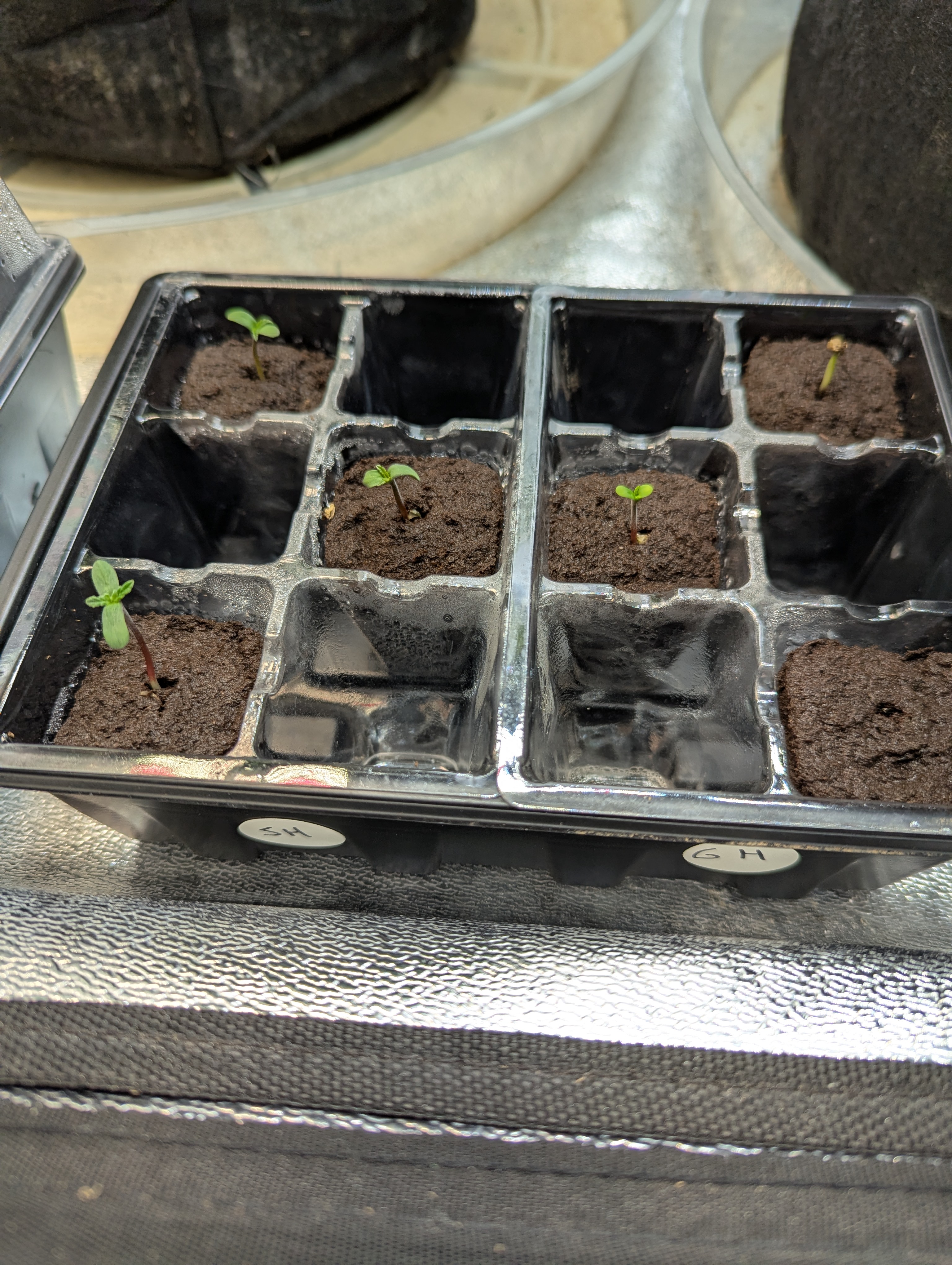 Photo Haze Primavera — germination, day 1