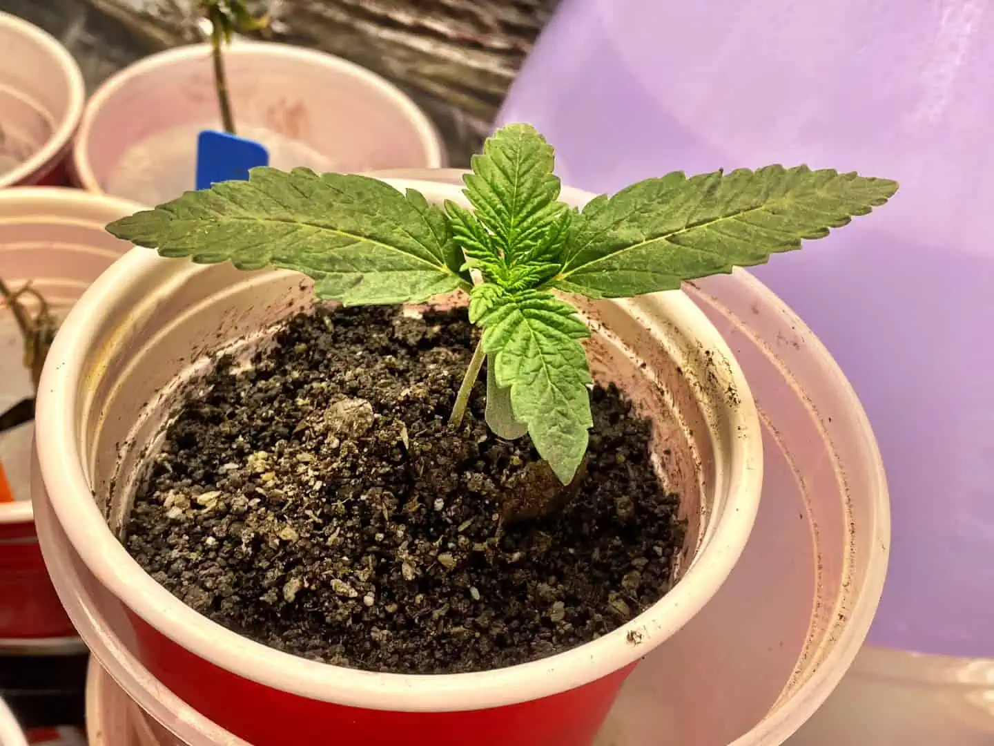 Blz it  — seedling_rooting, day 1