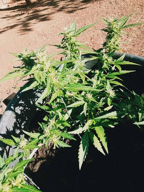 blue dream auto