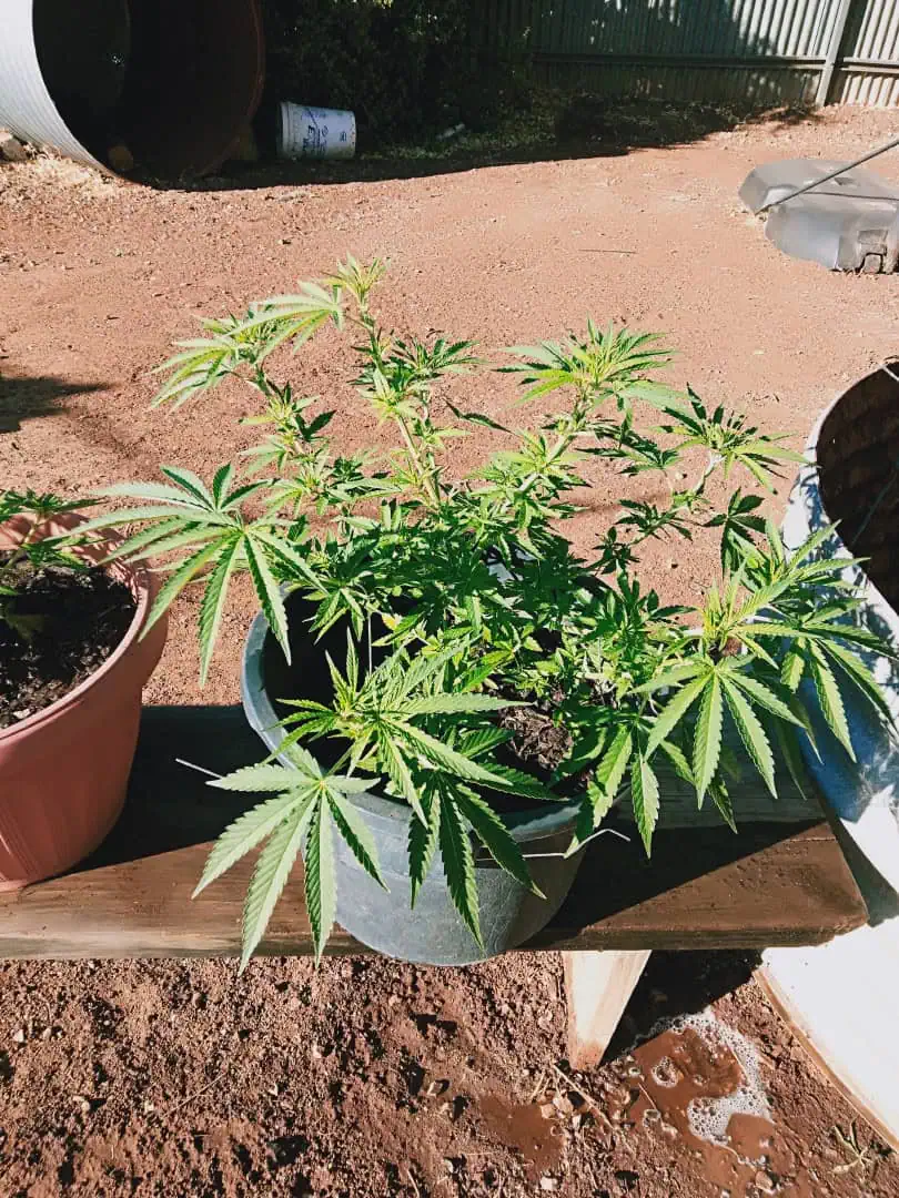 blue dream auto — flower, day 1