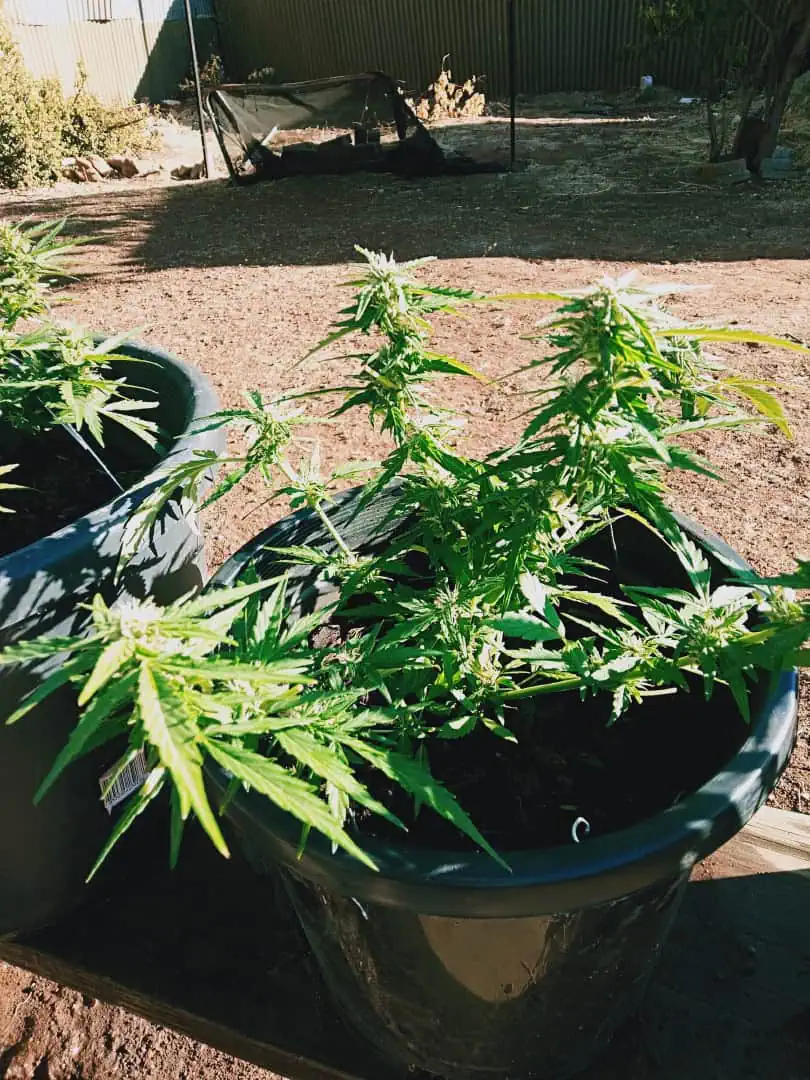 blue dream auto — flower, day 1