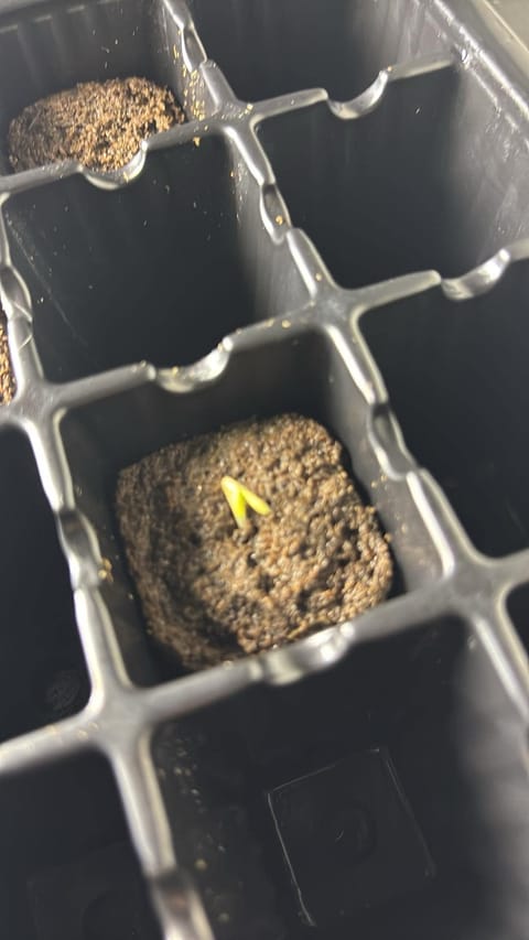 Outdoor Grow — germination, day 1