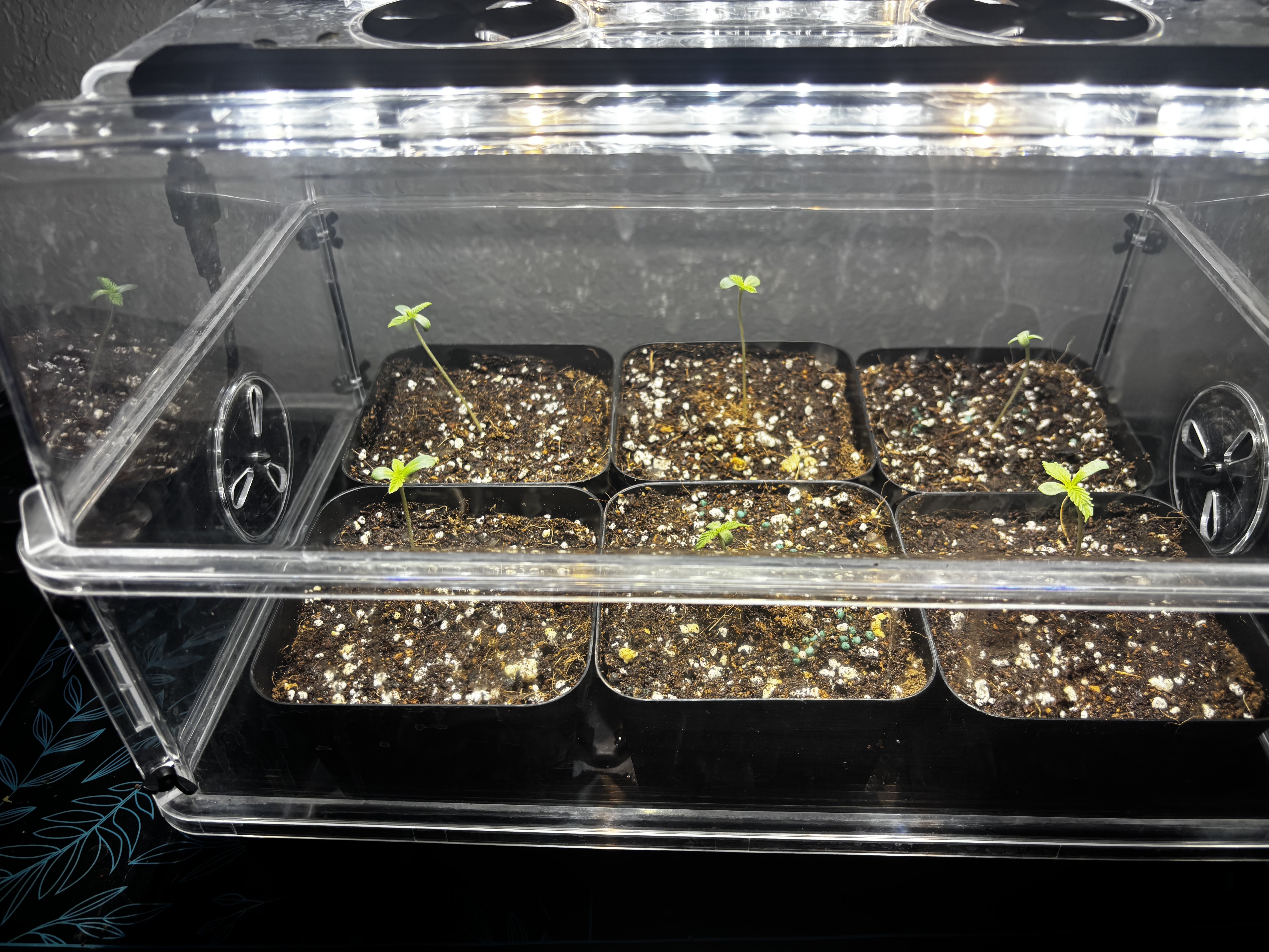 Outdoor Grow — seedling_rooting, day 5