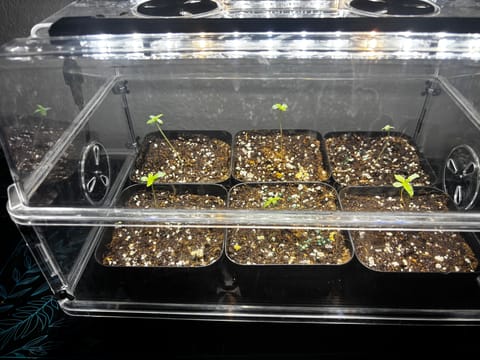 Outdoor Grow — seedling_rooting, day 5