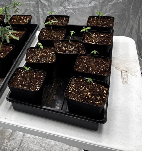 Outdoor Grow — seedling_rooting, day 7