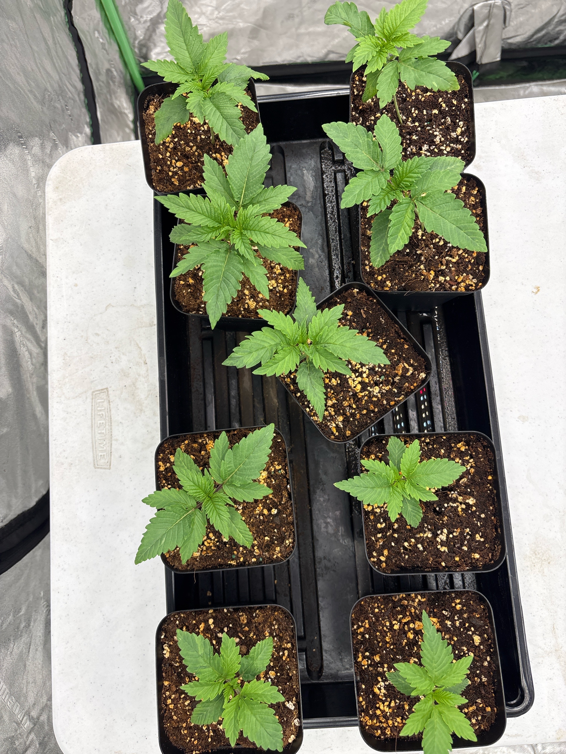 Outdoor Grow — seedling_rooting, day 14