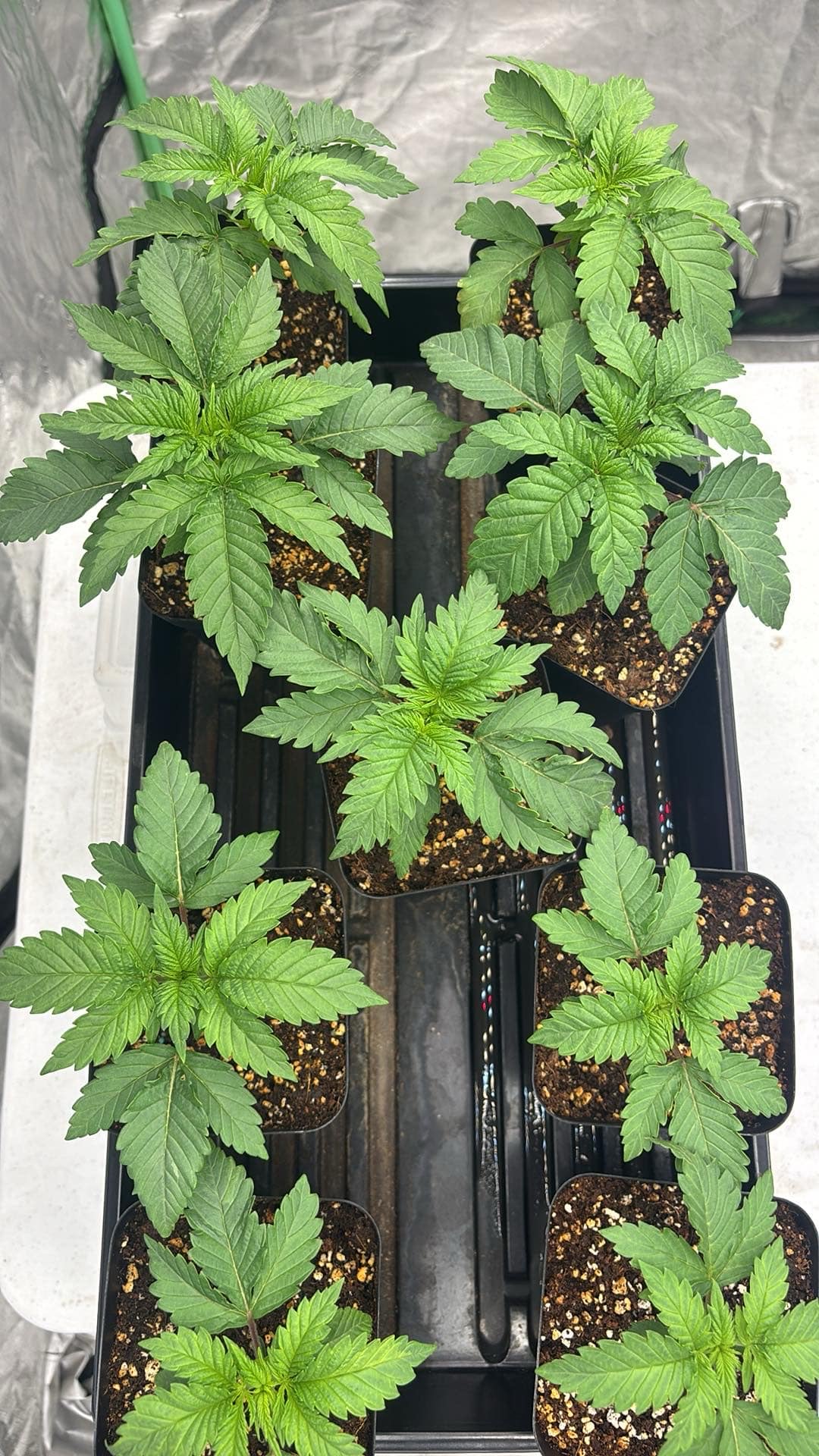 Outdoor Grow — seedling_rooting, day 17