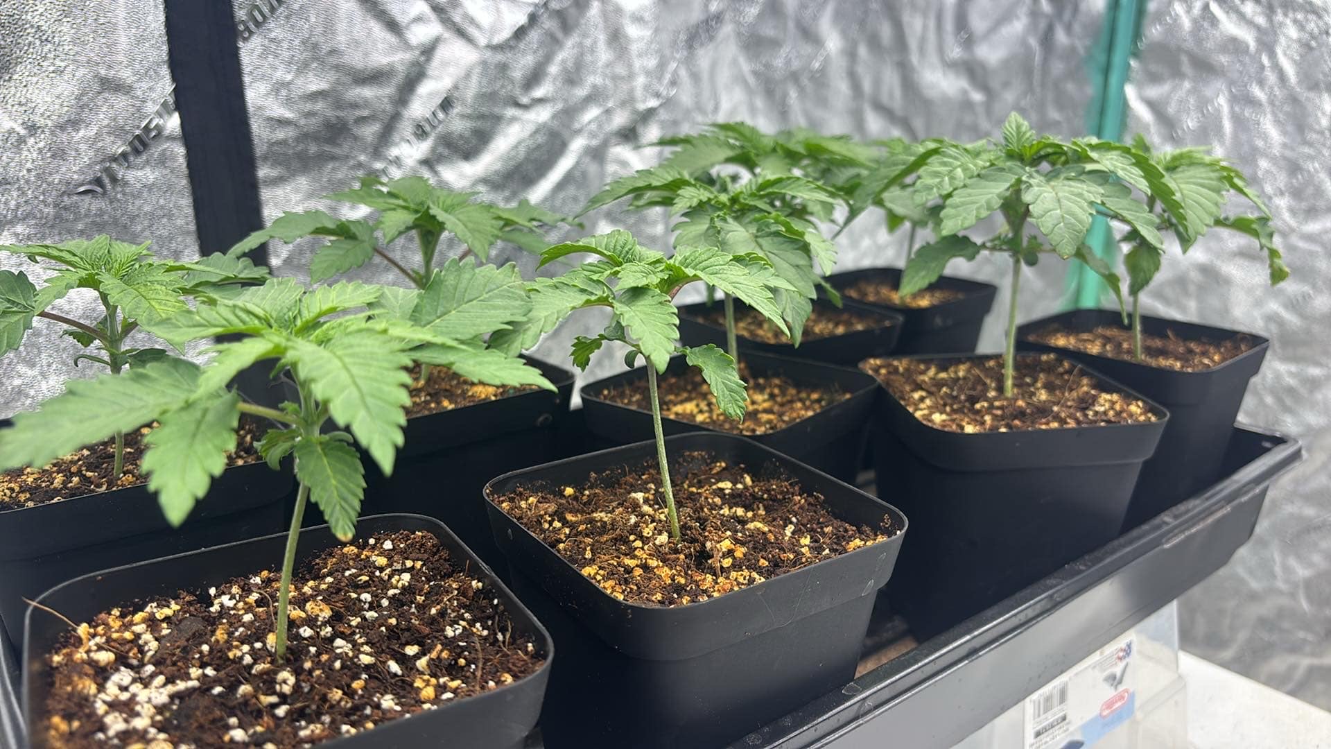 Outdoor Grow — seedling_rooting, day 17