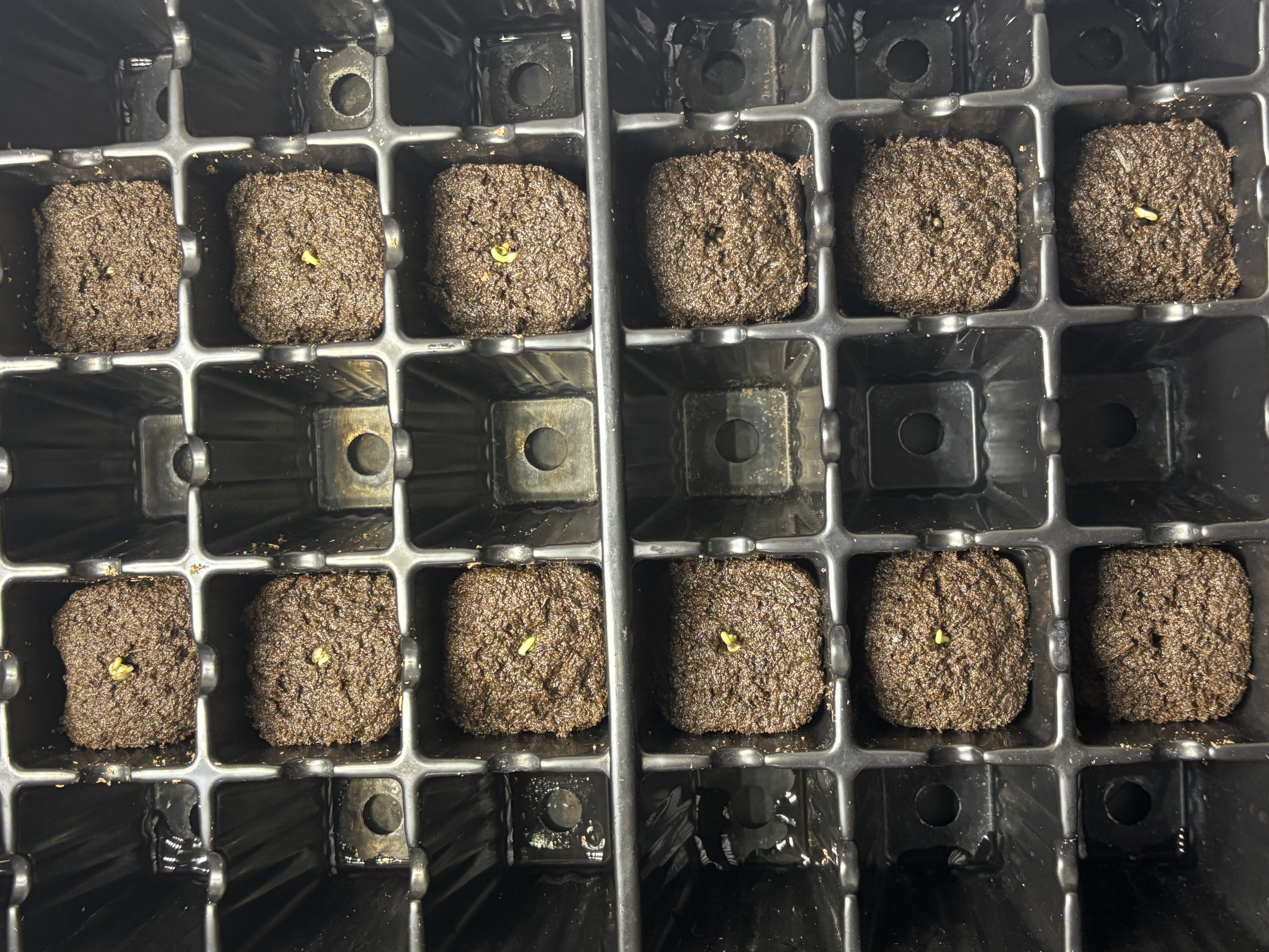 Pink Passion Fruit — germination, day 3