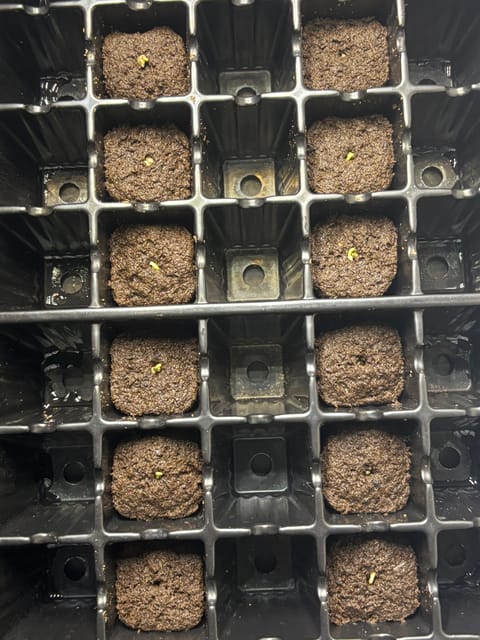 Pink Passion Fruit — germination, day 3