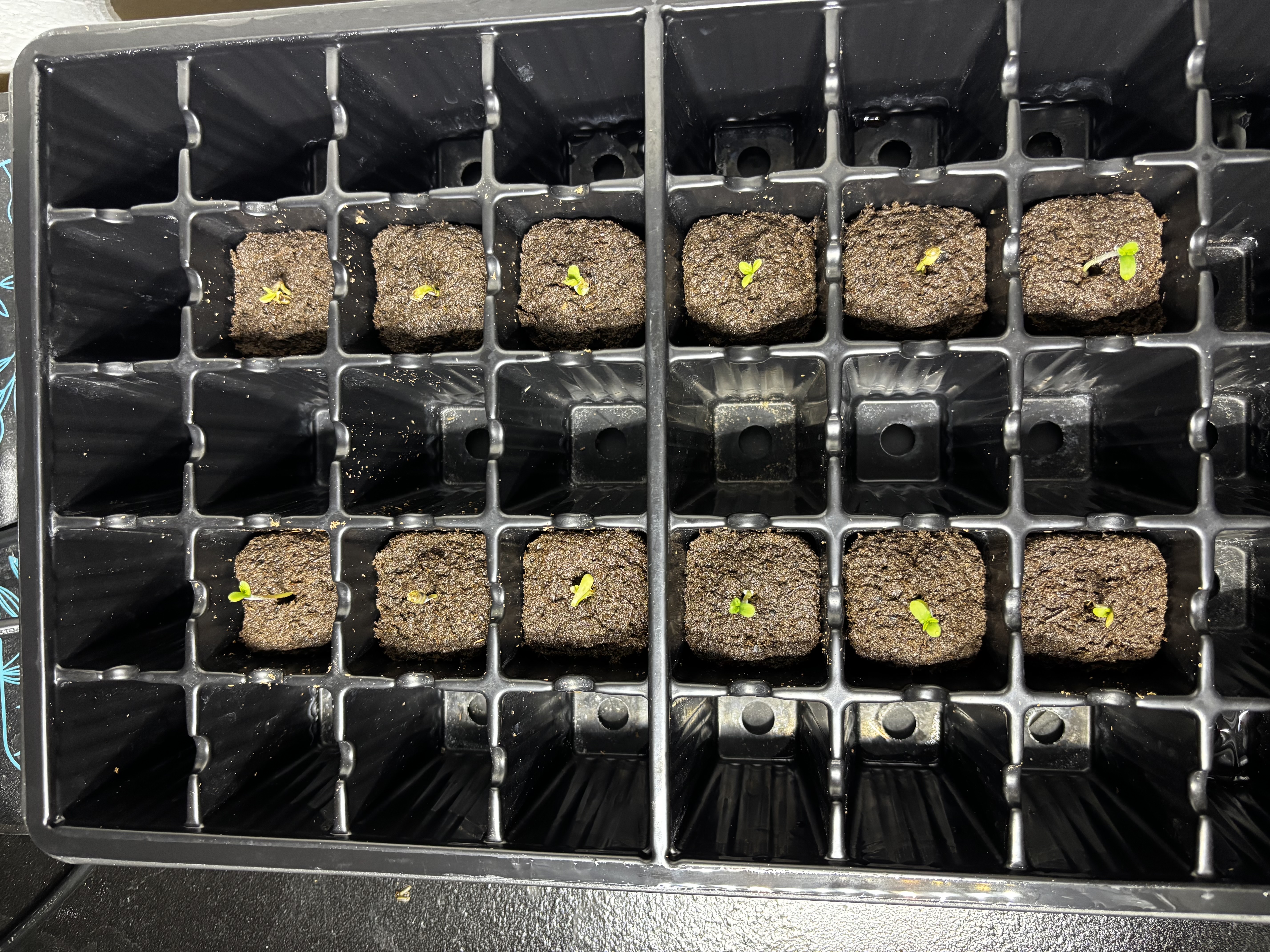 Pink Passion Fruit — germination, day 4
