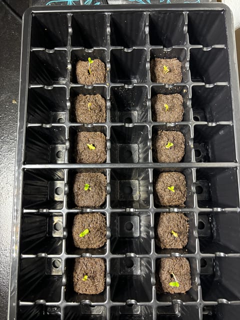 Pink Passion Fruit — germination, day 4