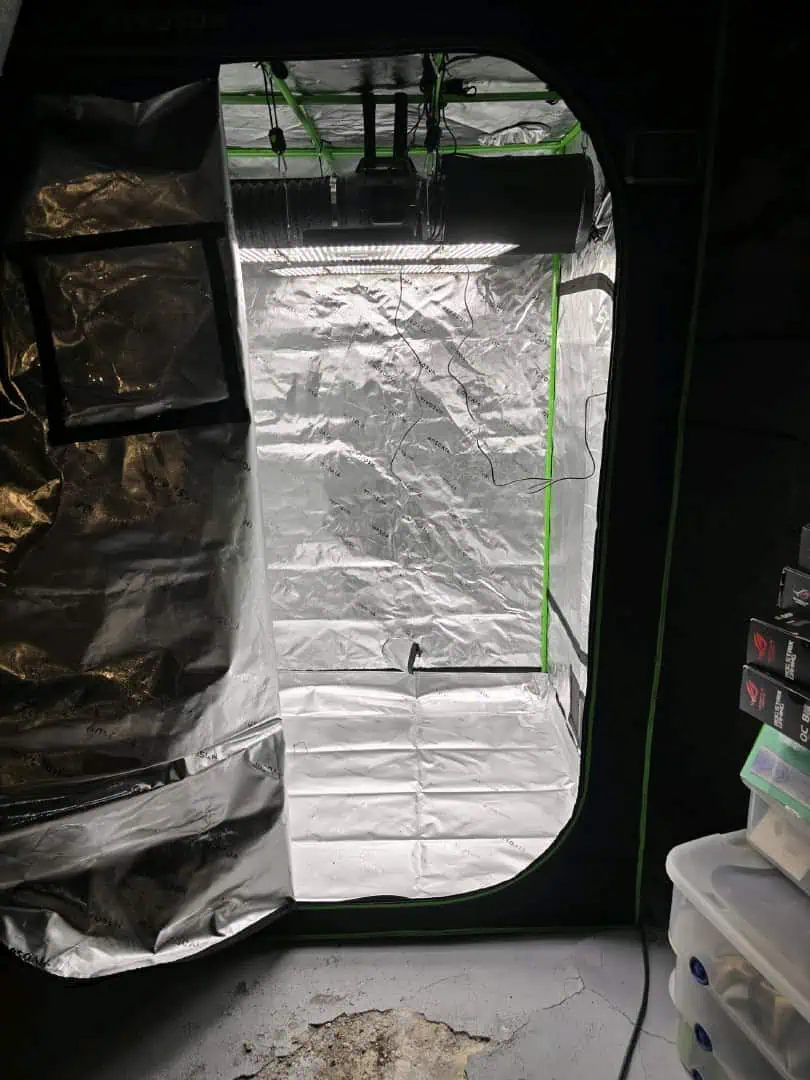 First grow - LCG(seed), GG#4(seed [possibly gorilla cookies]), Jack Hearer(clone)